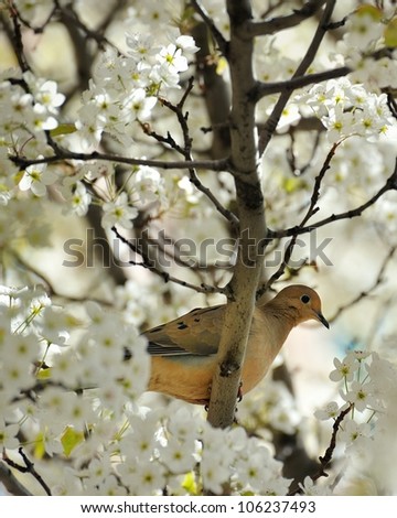 Dove in a blossoming Cherry Tree Traverse City Michigan USA