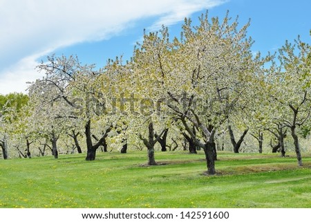 Cherry Orchard trees in full blossom, Traverse City, Mi