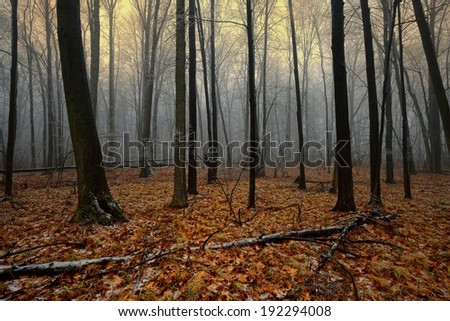 Fog and ice coated trees in a deep Michigan Forest