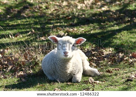 Cute spring lamb