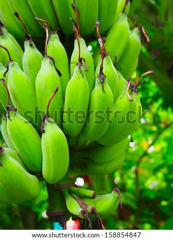 head of bananas on a banana tree