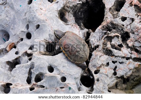 Turtle On Rock