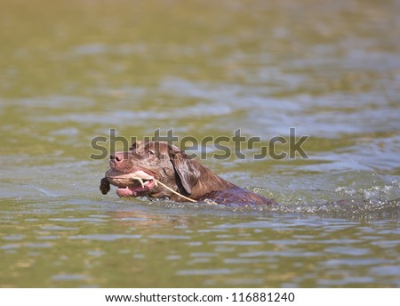 A Chocolate Labrador jumps into a lake as he trains to retrieve decoys