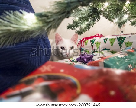 Christmas presents under a tree with a cat in the background