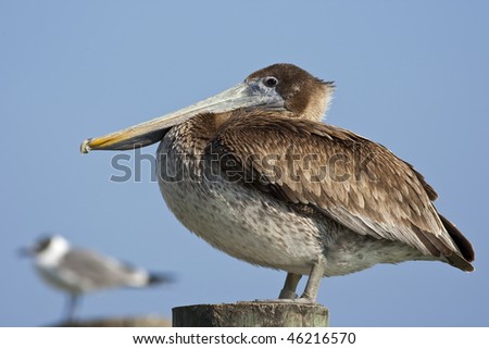 Bird Sitting