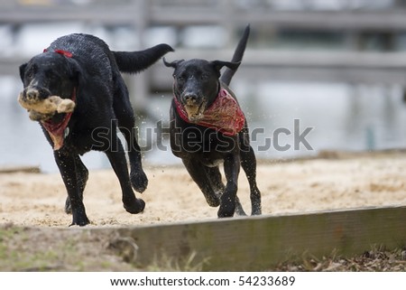 Two dogs enjoy playing with a stick at a park