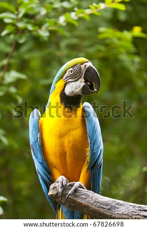 The macaw uses its sturdy, curved bill for a number of purposes. Since the bird can move both its upper and lower beak (a rarity in the bird world),