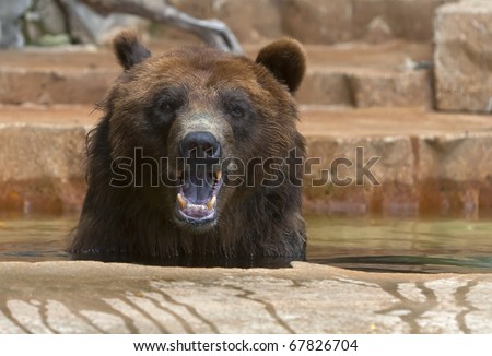 Grizzlies are immense bears, weighing up to 1,400 pounds. They eat both plants and animals, and are very adept at fishing for salmon and trout.