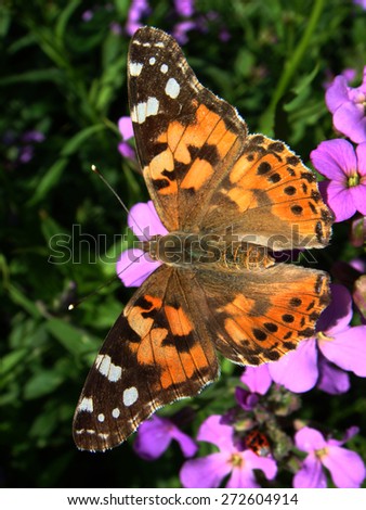 Tiger butterfly in the macro on the violet purple country flowers in home garden in summer season