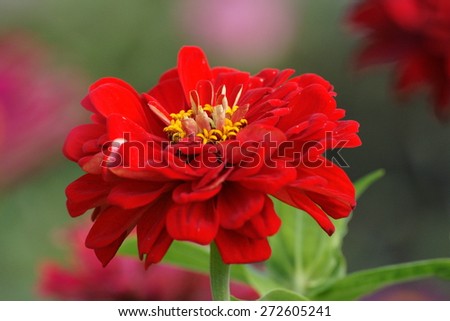 Red dahlia flower in macro in the home garden flower field on the flower bed in the summer season