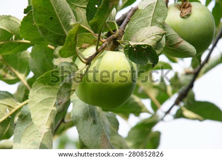 Apple fruit on the branch of apple tree in the home garden in autumn season