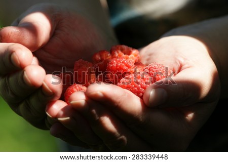Fresh organic sweet raspberry berries from bush in human hand in summer home garden in countryside