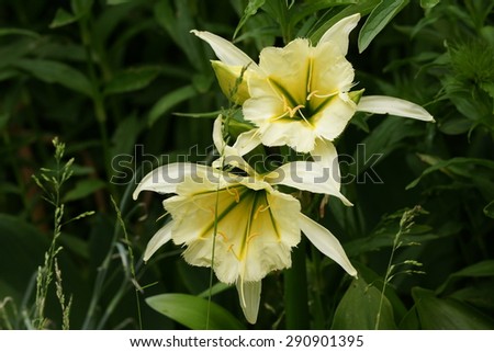 Yellow ipomea flower in a star shape in the green bush in the home garden in summer