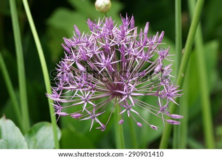 Decorative purple onion flower head at home garden in summer on the green grass background