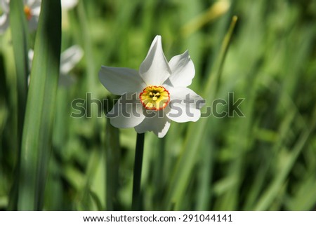 White narciss flower on flower bed in home garden in summer season