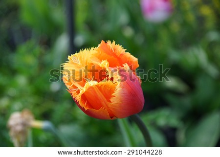 Orange tulip flower in the home garden flower bed in summer season
