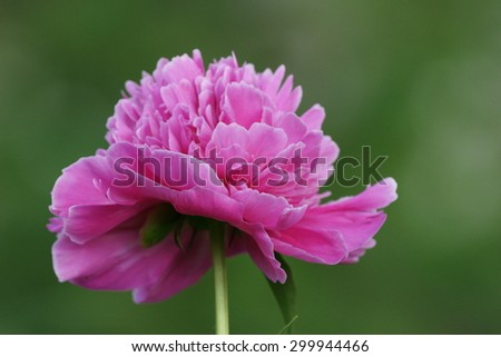 Pink peony flower in home garden in summer season