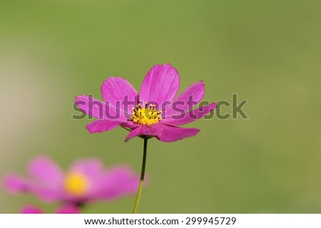 Violet garden cosmos or Mexican aster flower in home garden in close in summer season