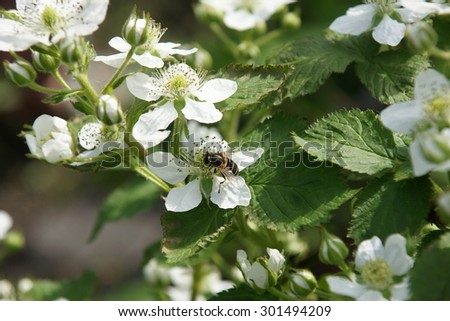 Blackberry  bush blossom with white flower and a bee on it in country summer home garden