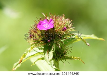 Pink sweet william flower in close in summer home garden with green background