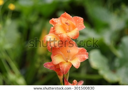 Orange gladiola flower bush on flower bed in home summer garden