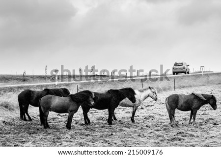 Icelandic Ponies enduring wind and rain. Black and white treatment