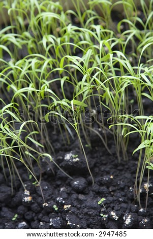 New sprouts of dill weed