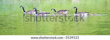 Two families of geese swimming in caravan formation