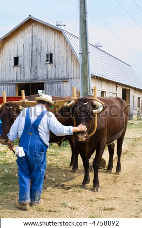 Rural America: a farmer with his two bulls