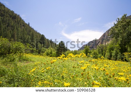 Flower filed in mountains of Northern Arizona