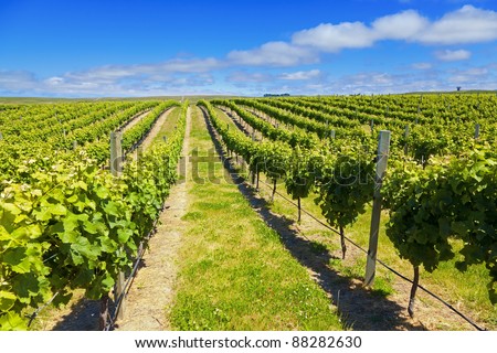 Vineyard in Marlborough wine region of New Zealand