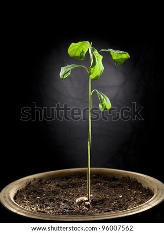 Young avocado plant