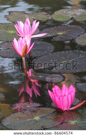 Lotus Flower After Rain