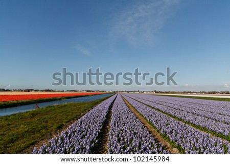 Holland Flower Fields