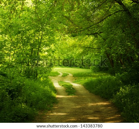 A road in a green forest. Environment protection concept.
