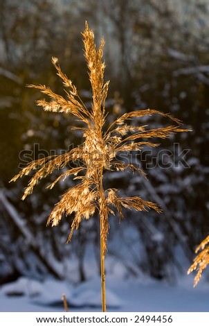 Winter grass in sunlight
