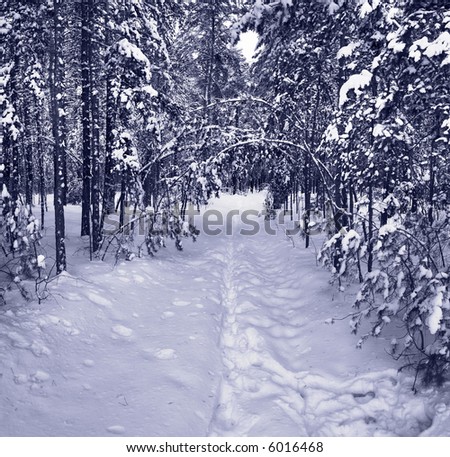 Snow path in winter forest. Tinted picture