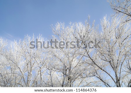 Hoarfrost on trees, on a grass and on the earth in solar weather.
