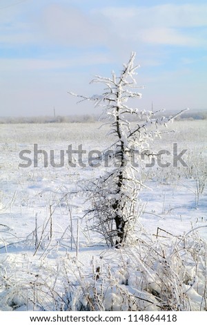 Hoarfrost on trees, on a grass and on the earth in solar weather.