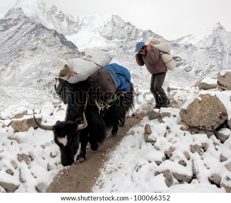 Yak Nepal