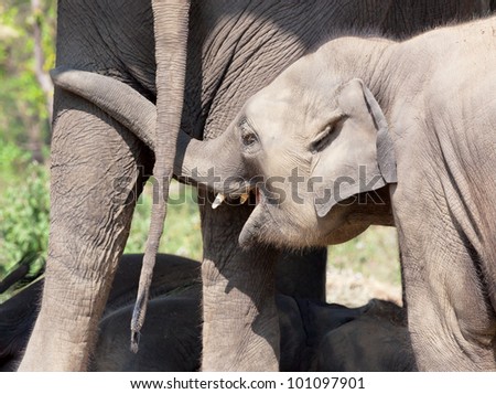 A baby elephant  - Royal Chitwan National Park in Nepal