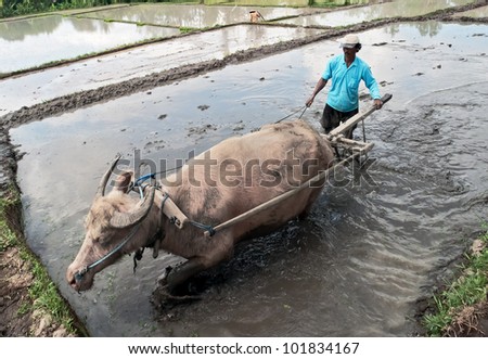 BALI, INDONESIA - JULY 28 : On cultivated land Indonesia occupies the 7th place in the world. The third part of them are irrigated. Field preparation for planting rice on July 28, 2004 in Bali