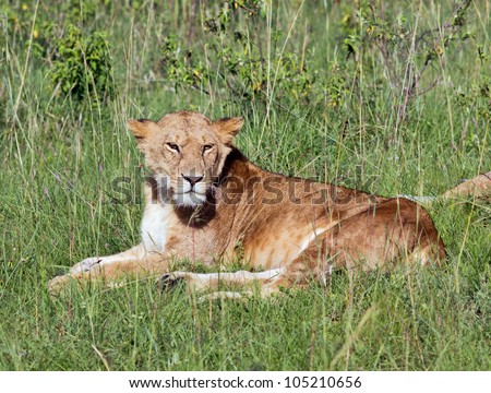 African lioness a rest after hunting in Masai Mara National Reserve, Kenya