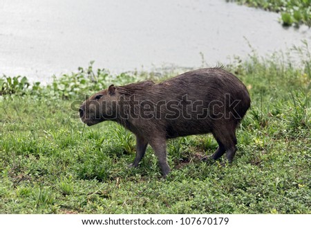 Capybara on the shore of lake in the rain - El Cedral, Los Llanos, Venezuela