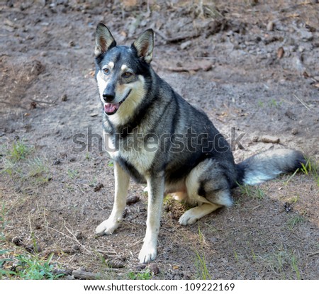 Very good dog, a cross between a husky and wolf, Russia