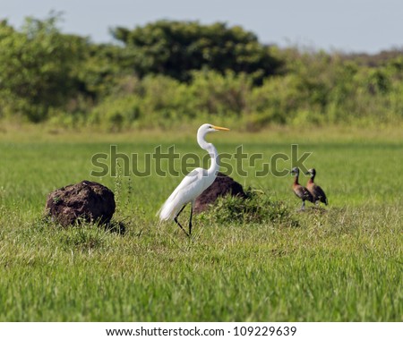 South American Heron and geese in El Cedral - Los Llanos, Venezuela, South America