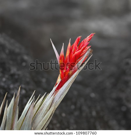A very rare endemic red flower on the plateau of Roraima - Venezuela