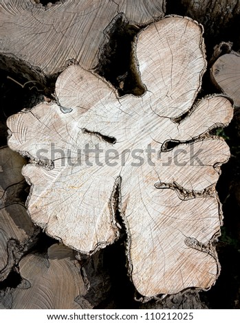 Stack of cut logs fire wood (walking the millipede), Venezuela