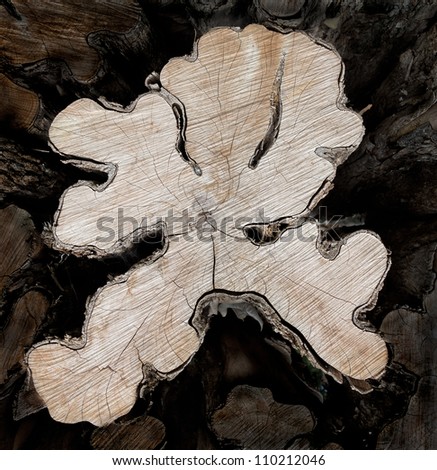 Stack of cut logs fire wood (white horse), Venezuela