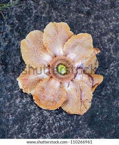 A beautiful flower on a rock by the river in Canaima national park - Venezuela, Latin America